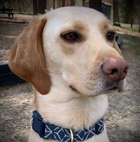 A headshot of a Golden Lab wearing a blue collar.