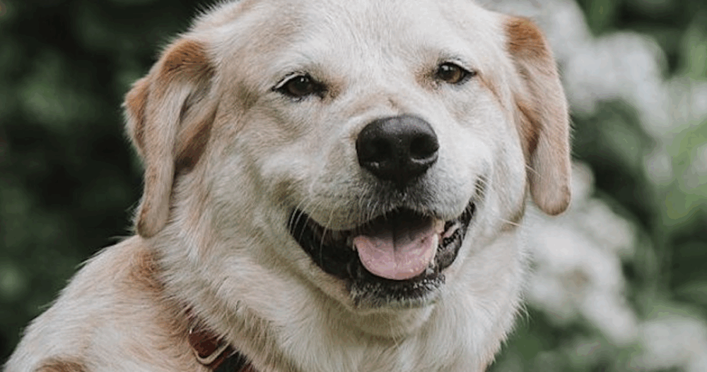 One of the dogs featured at the Ellie Mental Health hosted Animal-Assisted Therapy training in Peabody, MA